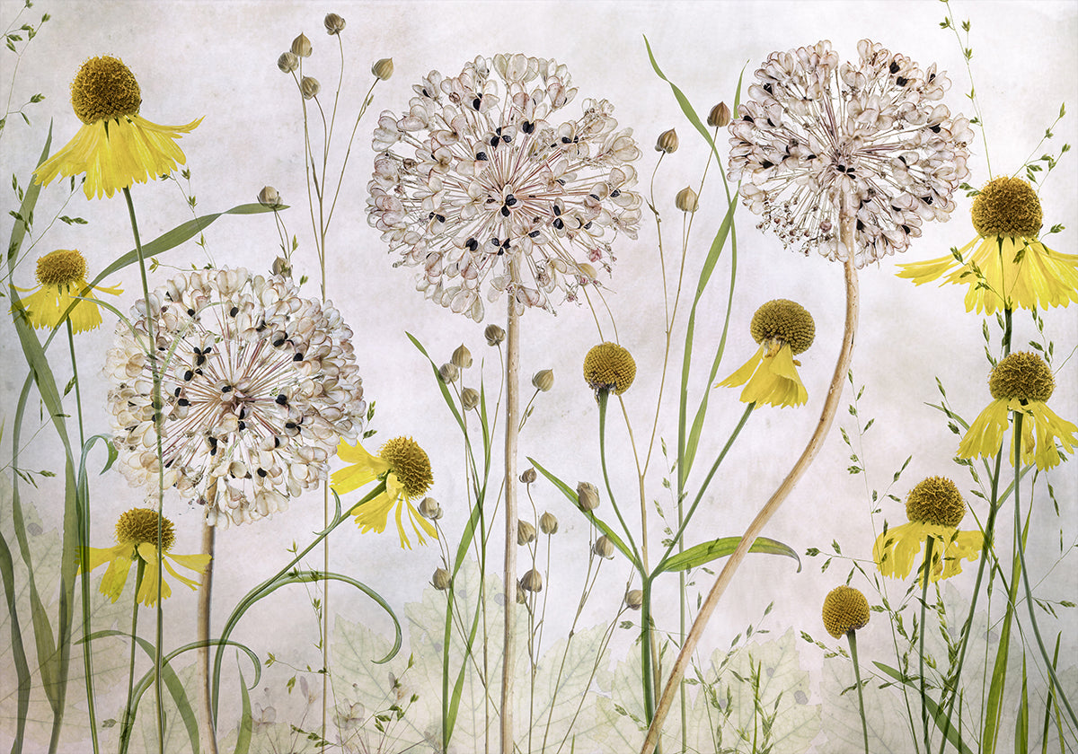 Plakát Alliums a Heleniums