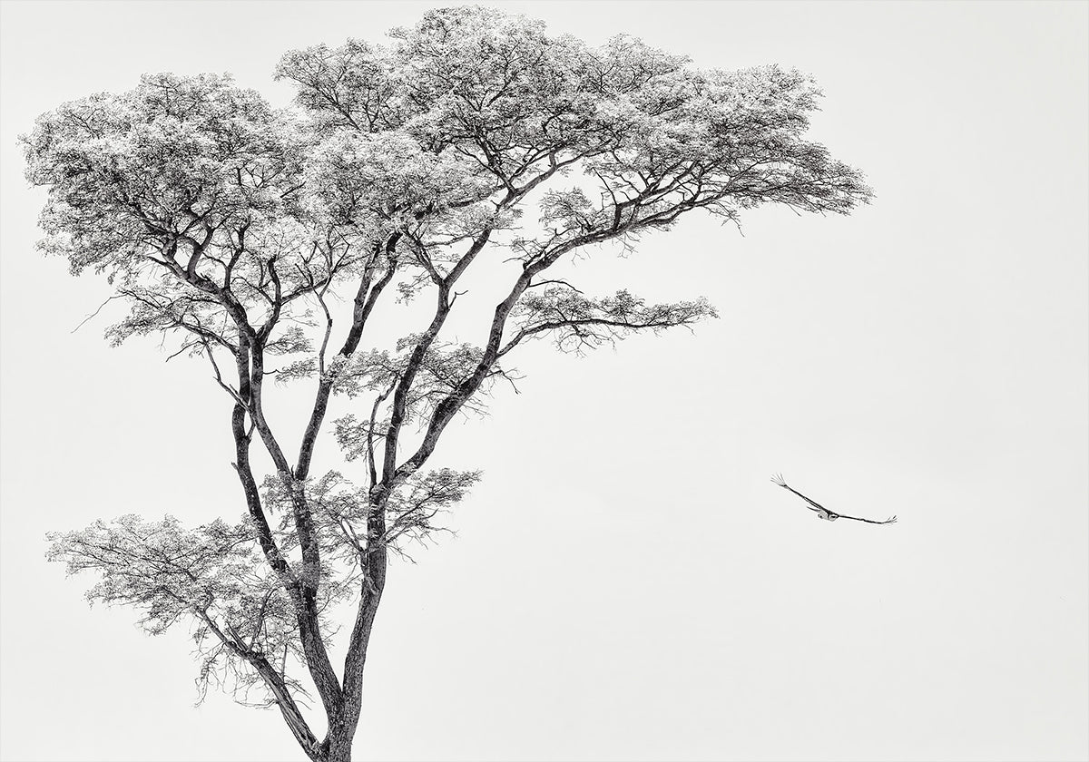 plakát africký orel