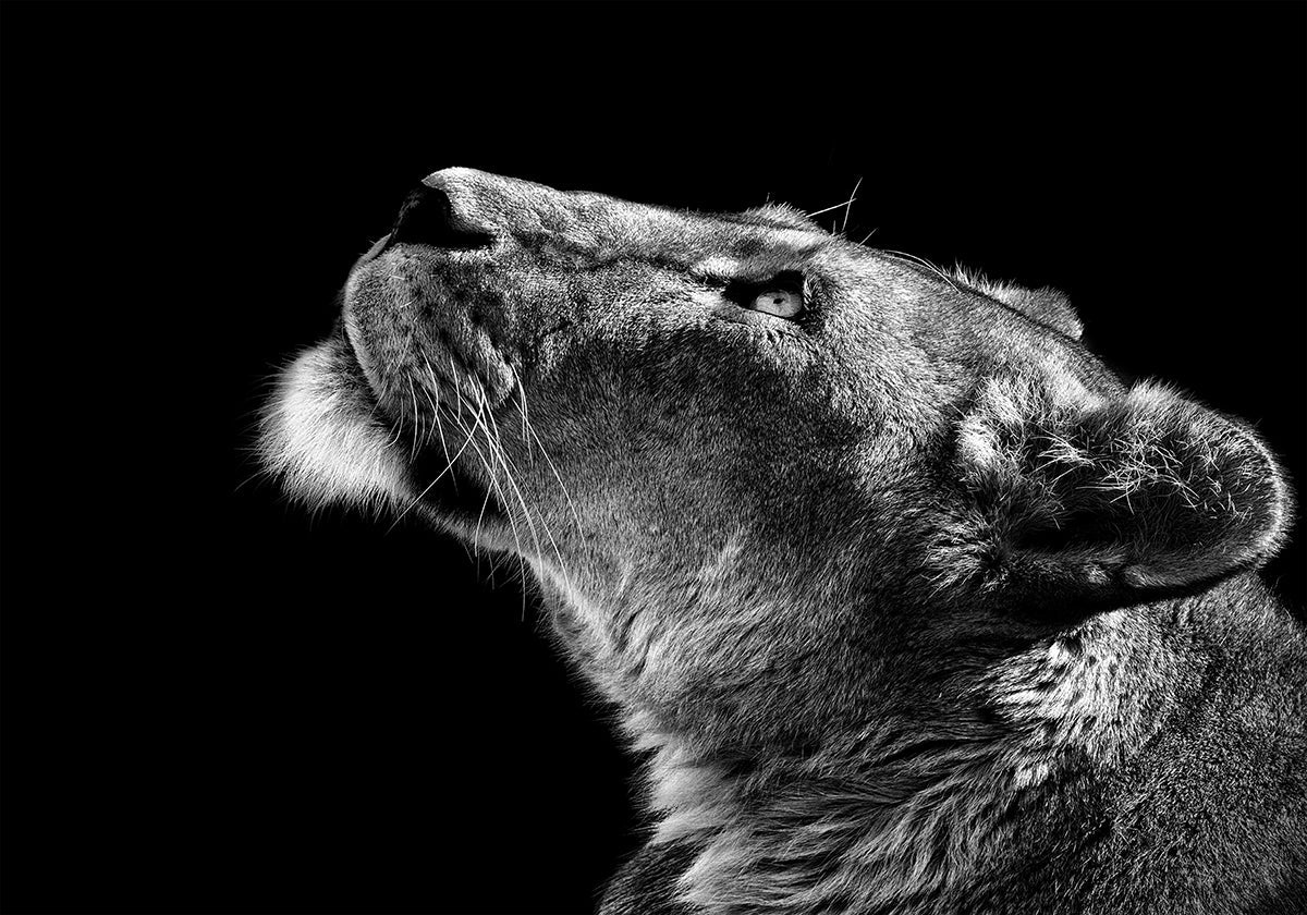 Vyhledávání Plakát