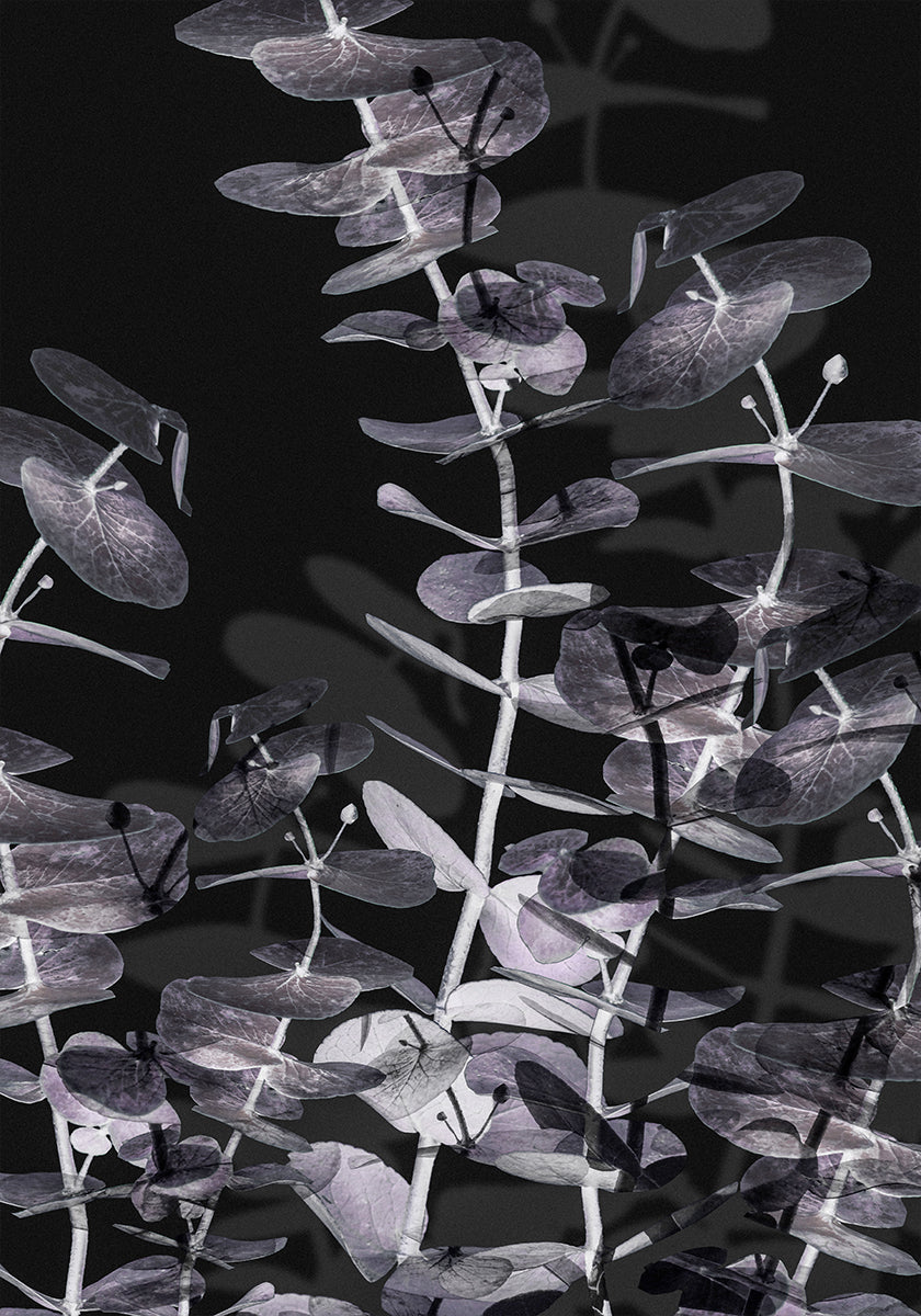 Eucalyptus Negative No.2 Plakát