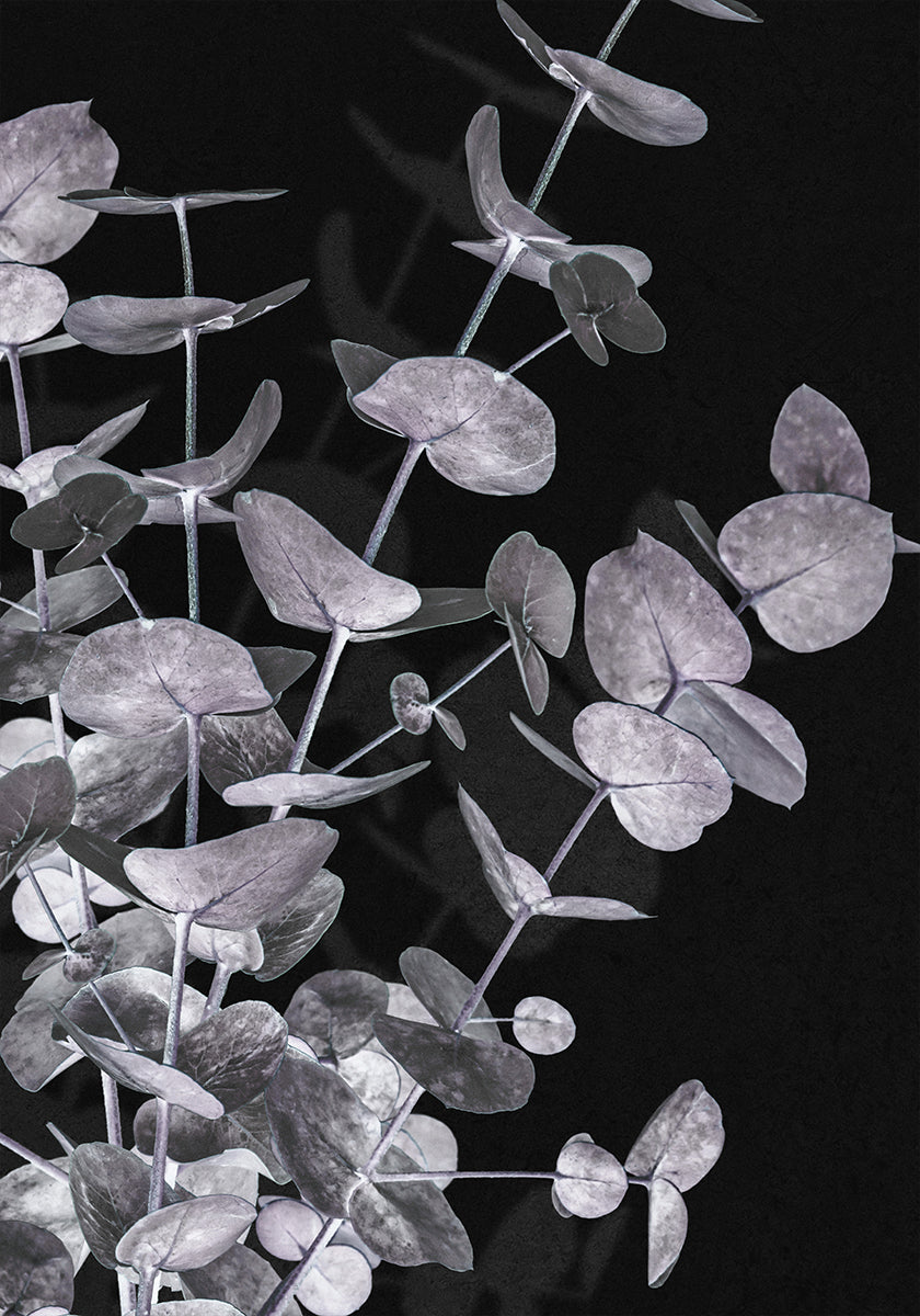 Eucalyptus Negative No.3 Plakát