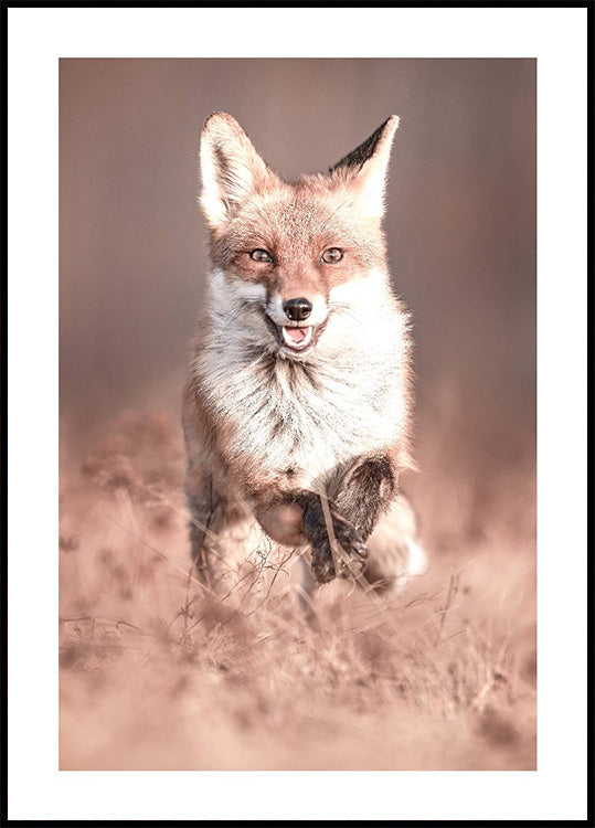 Smiling Fox Plakat - Posterbox.dk