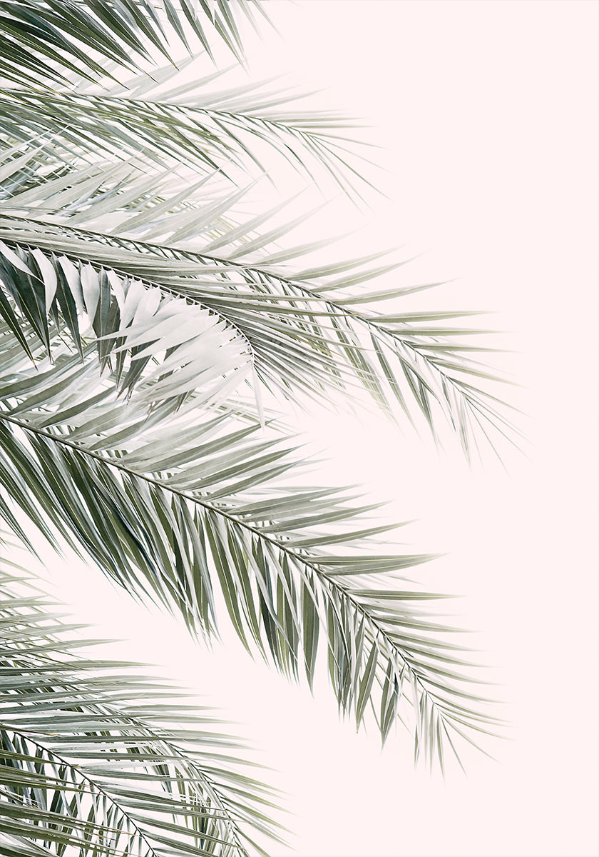 Blush Palm Leaves (NOVINKA)