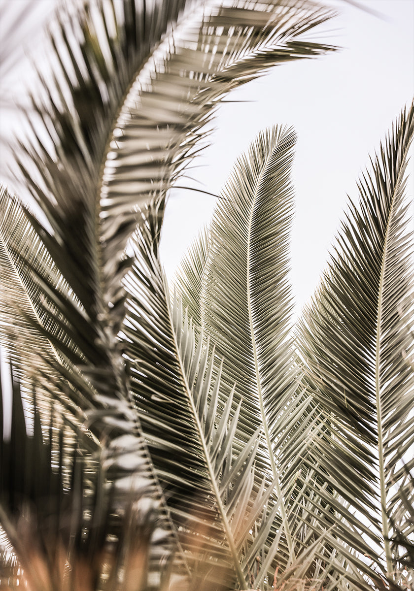 Whispers of Palms
