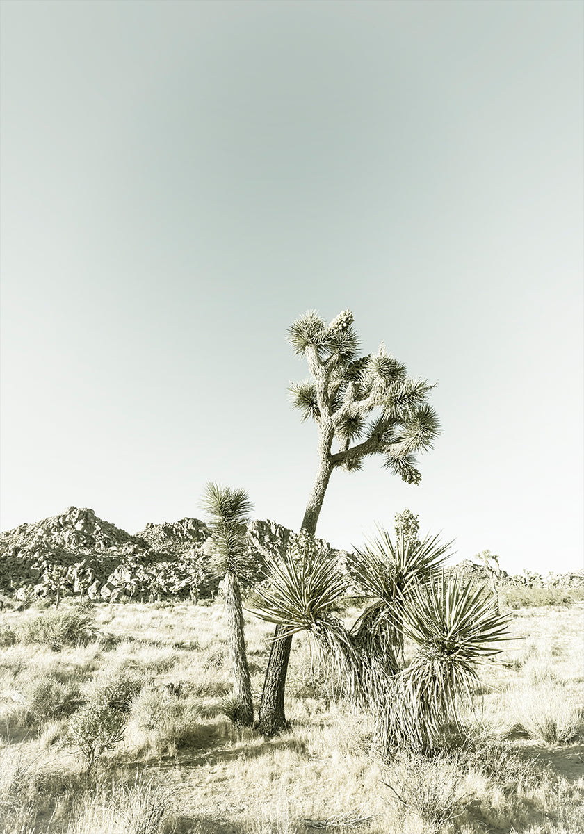Národní park Joshua Tree Vintage Impression Plakát