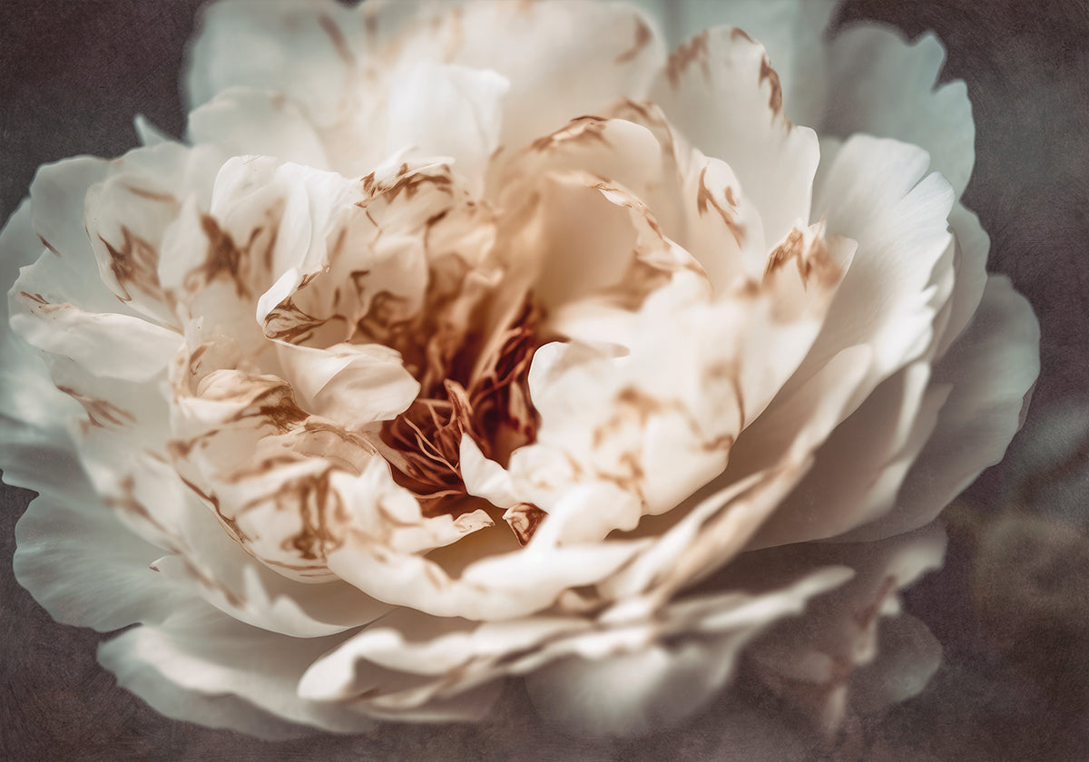 Okvětní lístky Serenity