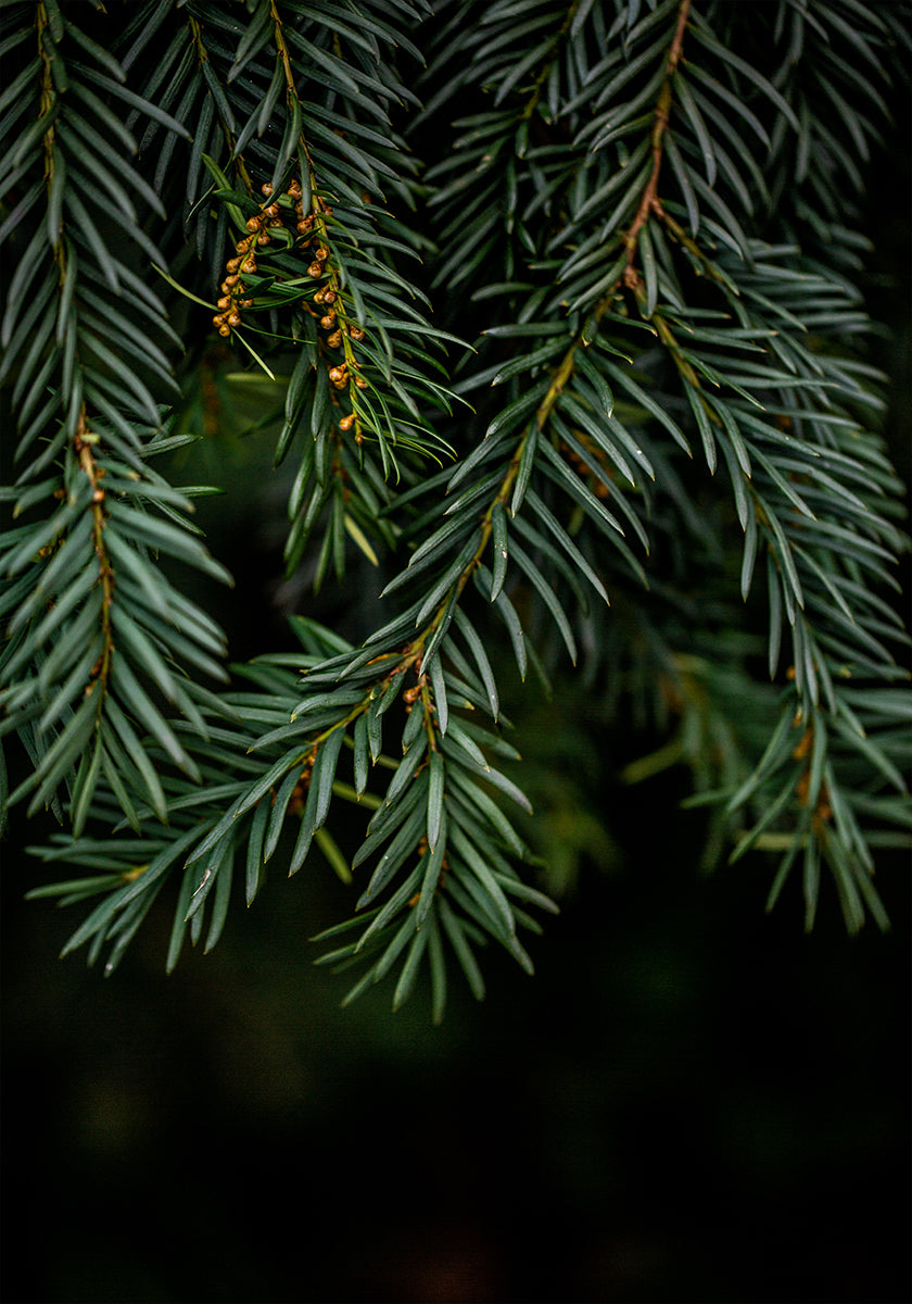 Zimní větve 7 plakát