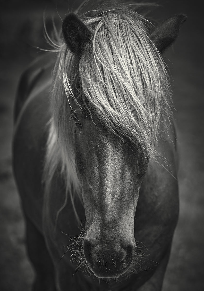 Plakát Alpine Surf Dude