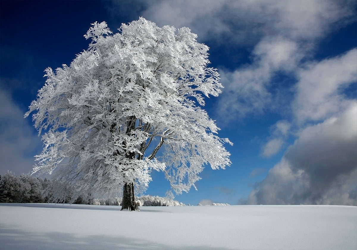 White Windbuche ve Schwarzwaldu