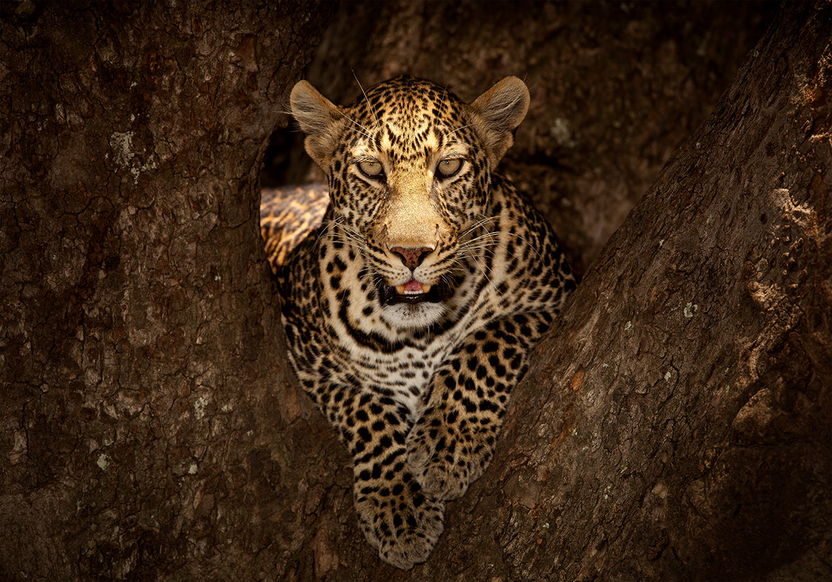 Leopard odpočívá na stromě v Masai Mara