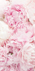 Pink Peony Dream Plakat - Posterbox.no