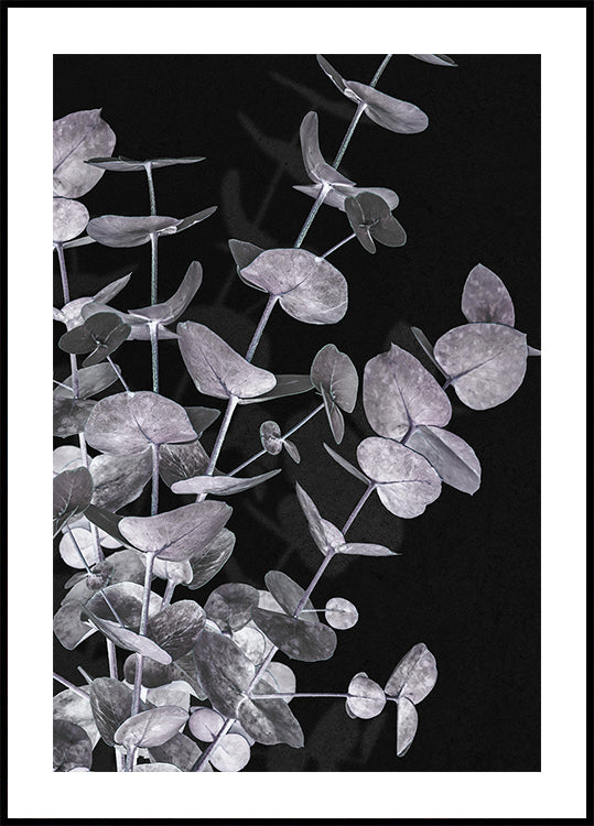 Eucalyptus Negative No.3 Plakát