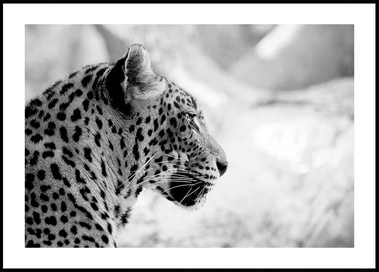 Leopard v profilu, černobílý plakát