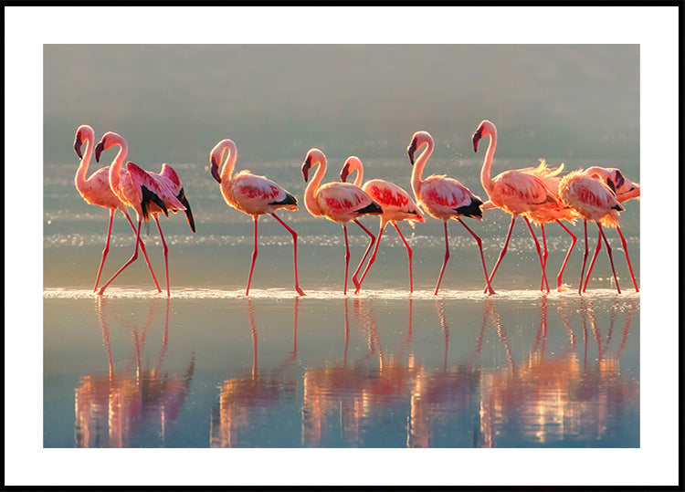 Plakát Flamingo