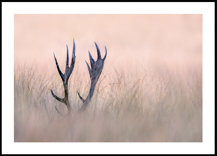 Hide & Seek (Jelení roh)