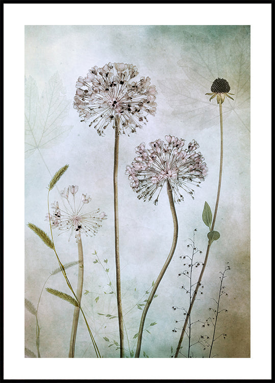 Plakát Allium