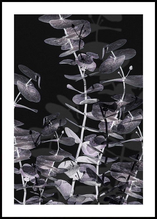 Eucalyptus Negative No.2 Plakát