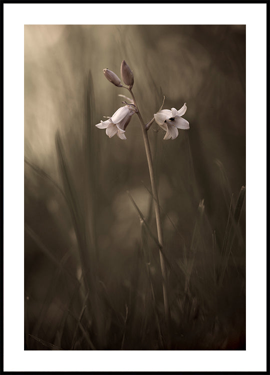 Plakát Malá květina na zemi