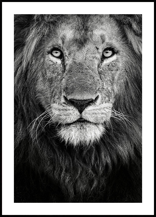 Plakát královský portrét