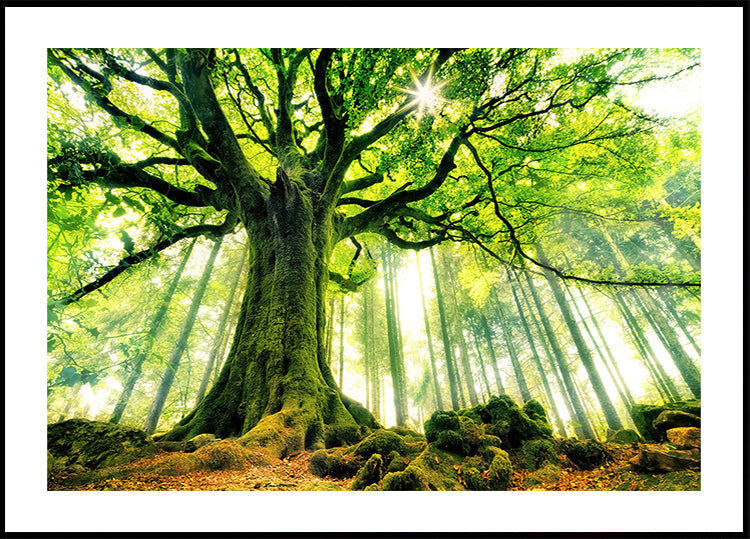 Ponthusův bukový plakát