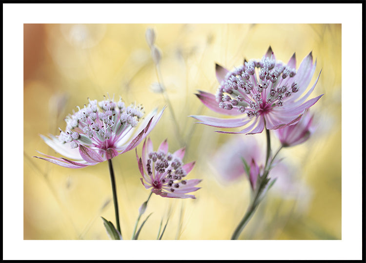 Plakát Astrantia Major