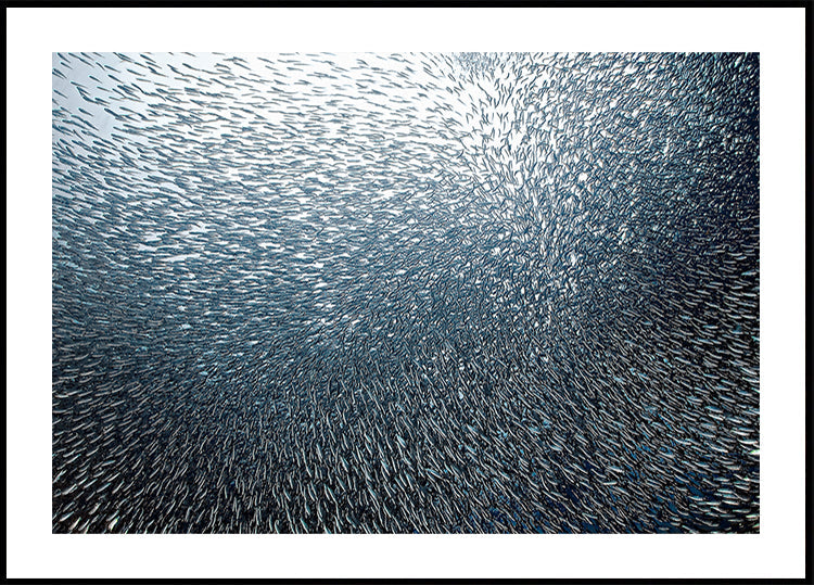 Sardinkový ohňostroj