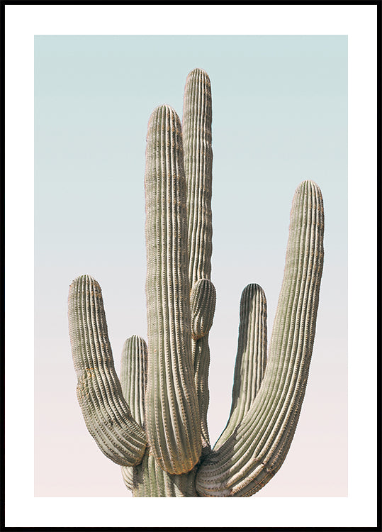 Plakát Saguaro