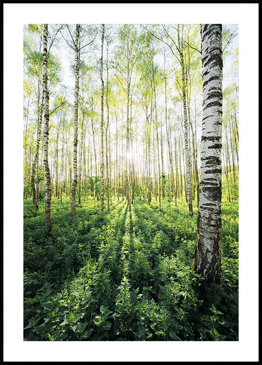 Birch Grove vertikální