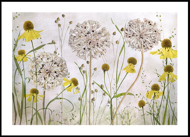 Plakát Alliums a Heleniums