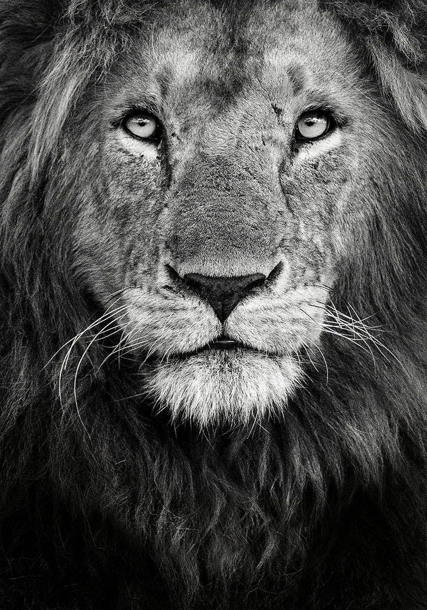 Plakát královský portrét