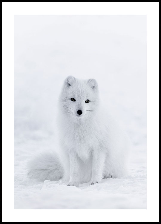 Snow Fox Plakat - Posterbox.dk