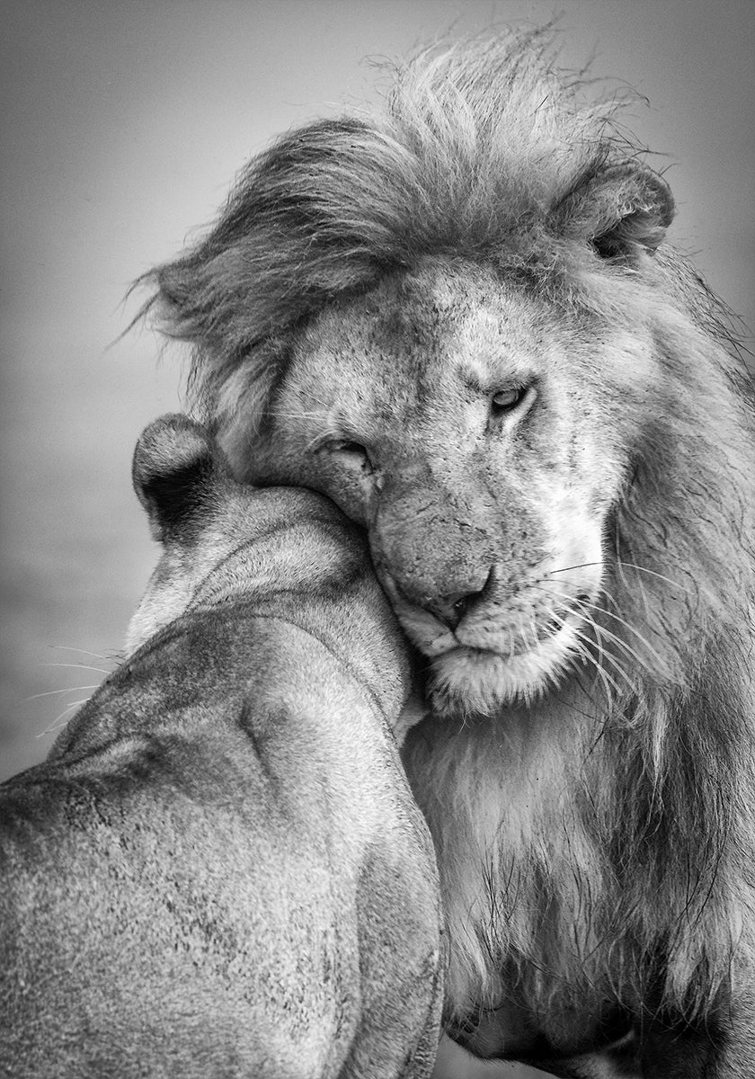 Africká láska! Plakát