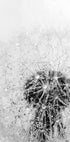 Dandelion Flower with Dew Plakat - Posterbox.dk