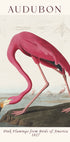 Pink Flamingo Birds of America, Audubon 1827 Plakat - Posterbox.dk
