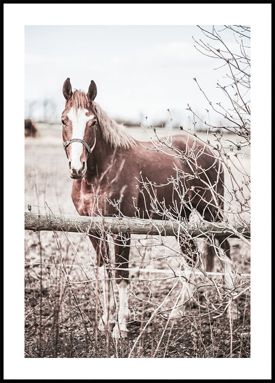Rustic Brown Horse in Pastel Countryside Plakat - Posterbox.dk