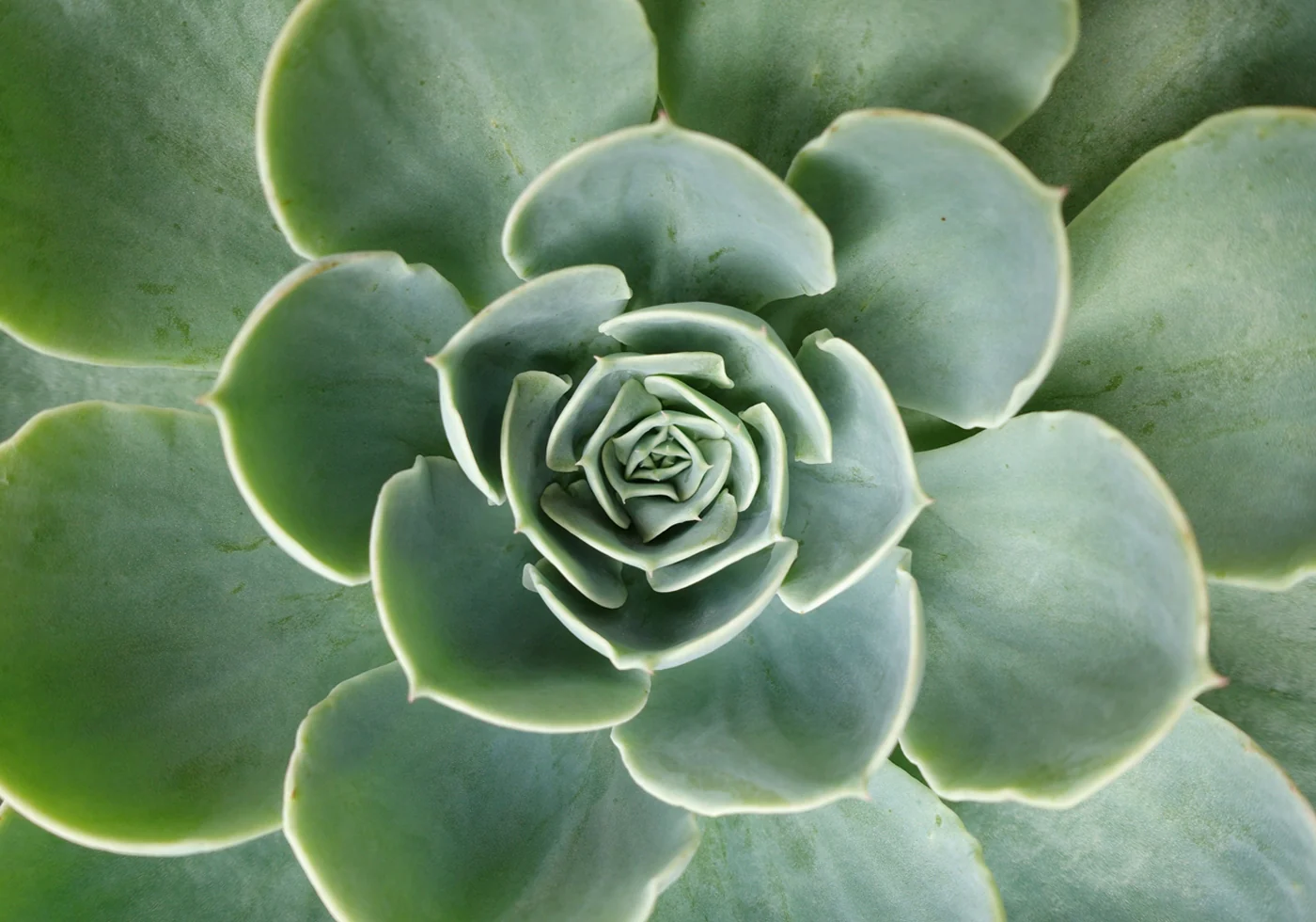 Succulent Spiral Plakat - Posterbox.dk