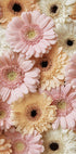 Tender Gerbera Plakat - Posterbox.dk