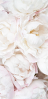 White Peonies, Soft Romantic Floral Close-up Plakat - Posterbox.dk
