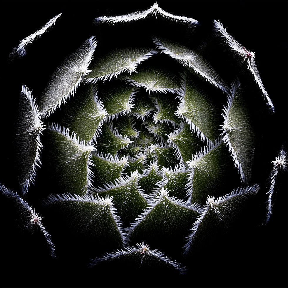 Plakát Sempervivum Rosette