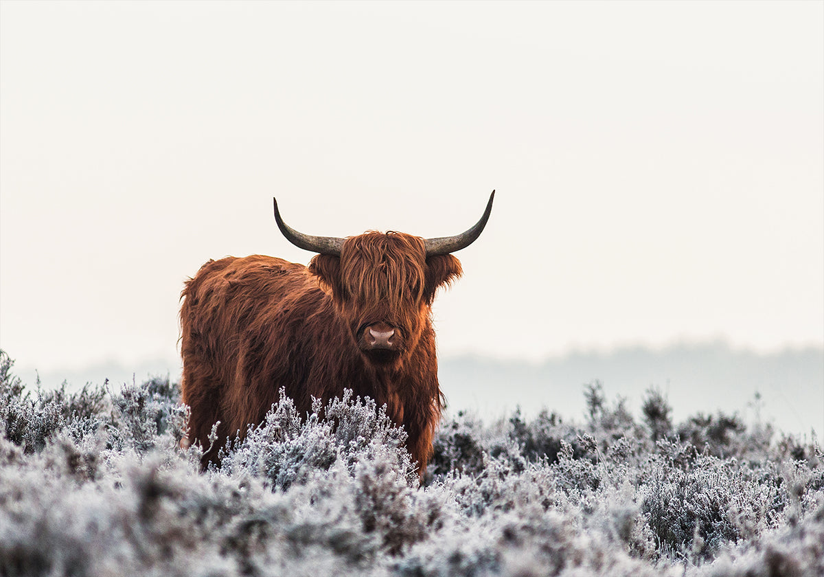 Plakát Highlander