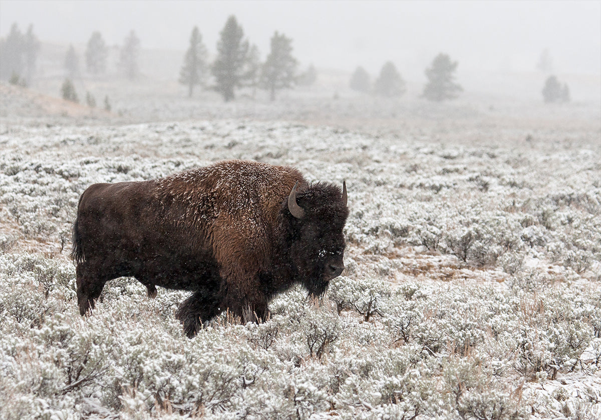 Pozdní podzim Yellowstone