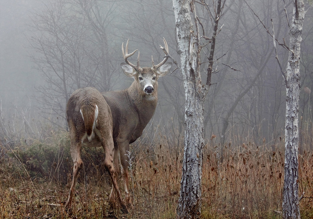Plakát White-tailed buck - V podzimní mlze