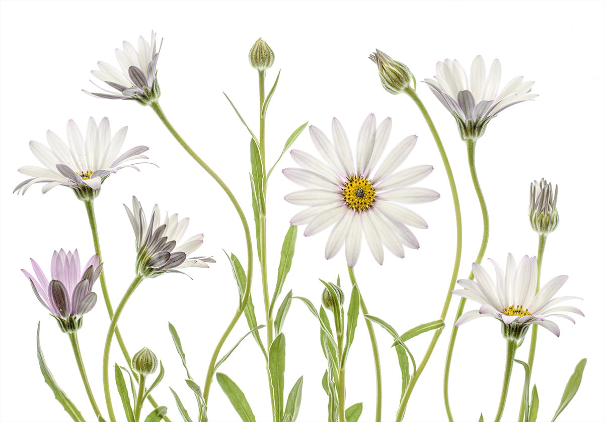 Plakát Cape Daisies