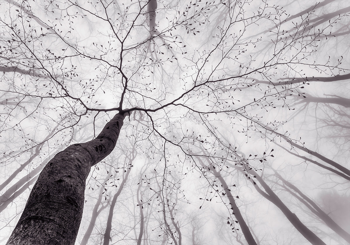 Plakát Pohled na korunu stromu