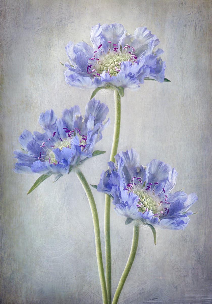 Plakát Scabiosa