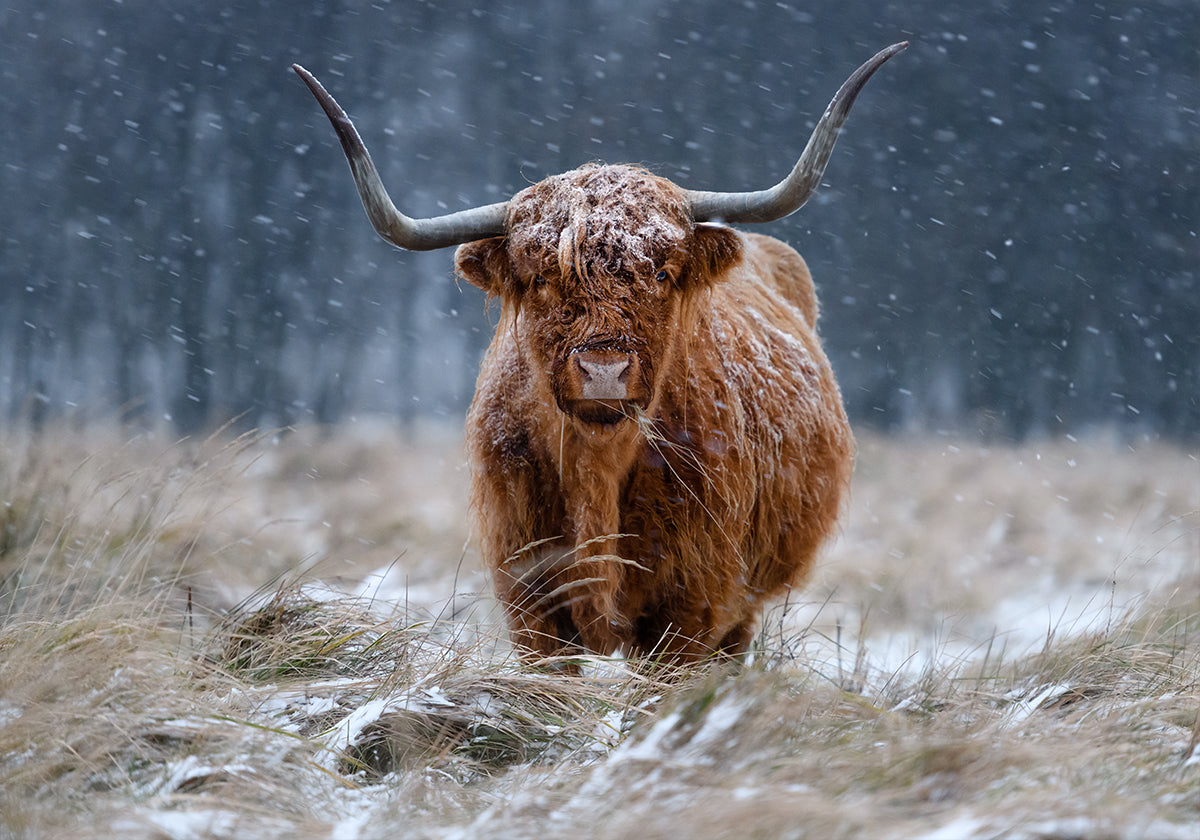 Zasněžená Highland kráva