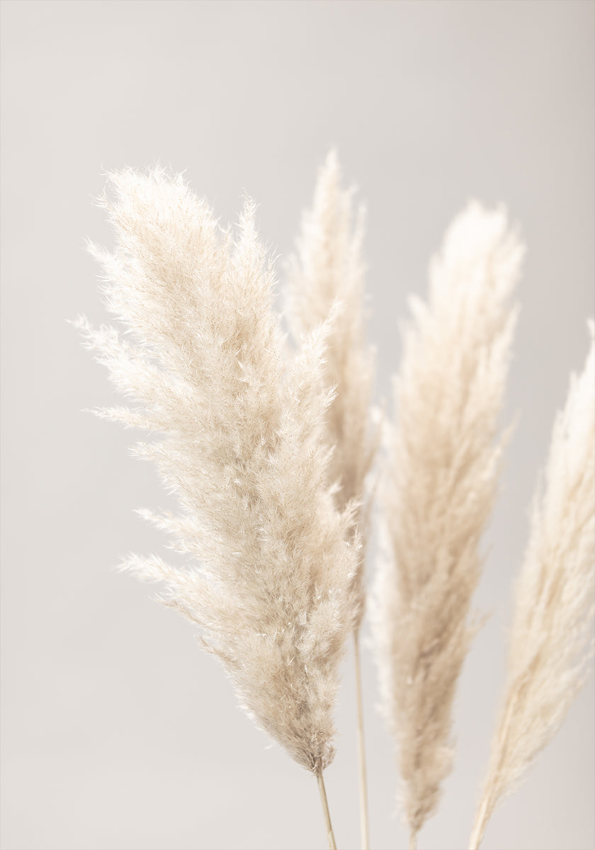 Plakát Pampas Grass Grey 02