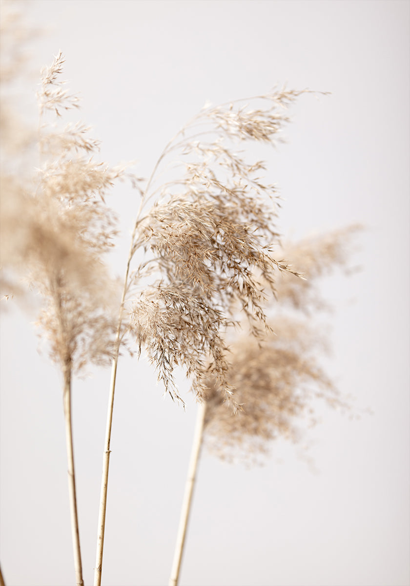Plakát Reed Grass Grey 09