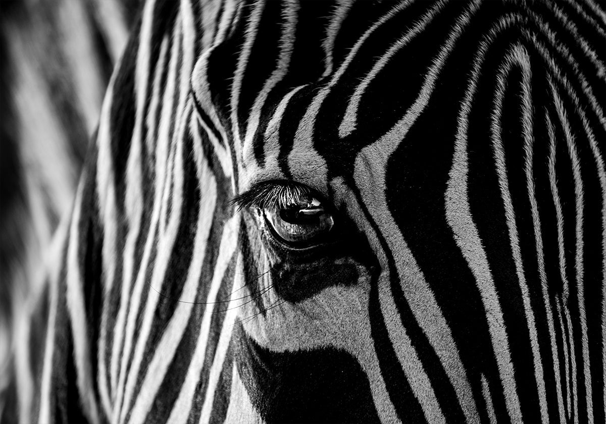 Abstraktní Zebra plakát