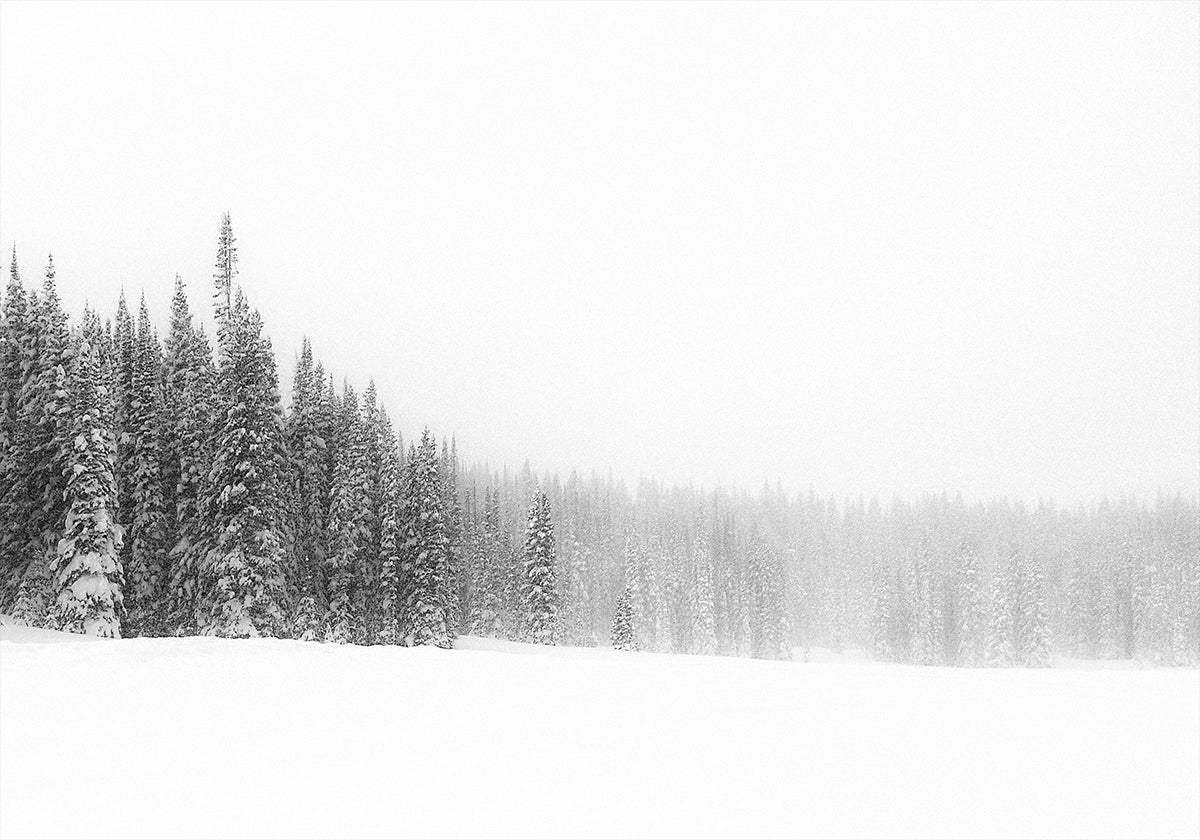 Plakát Les pro stromy